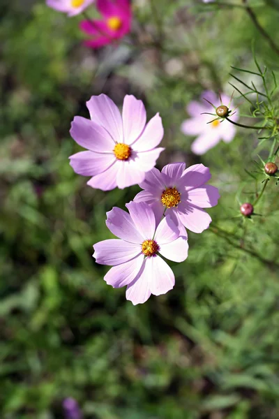 GARTEN COSMOS (COSMOS BIPINNATUS) — Stockfoto