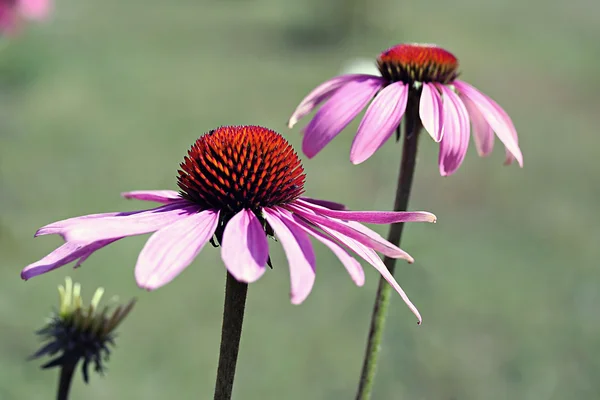 Ехінацея, широко відомий як coneflower — стокове фото