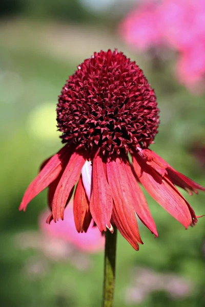 Equinácea, comúnmente conocida como flor de conejo — Foto de Stock