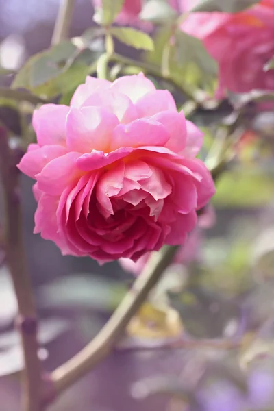 Rose macro, retro foto filtereffect — Stockfoto