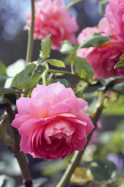 Rose macro, retro photo filter effect — Stock Photo, Image