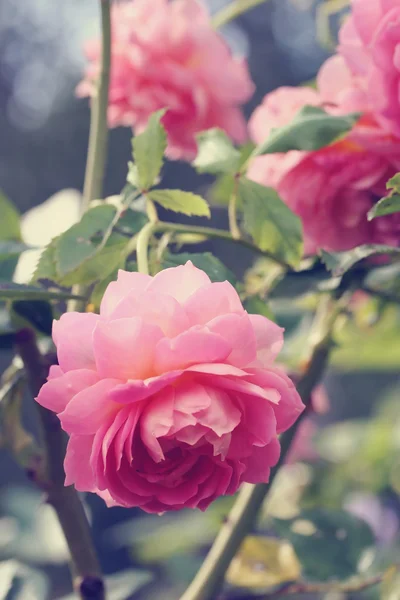 Rosa macro, efecto de filtro de foto retro —  Fotos de Stock
