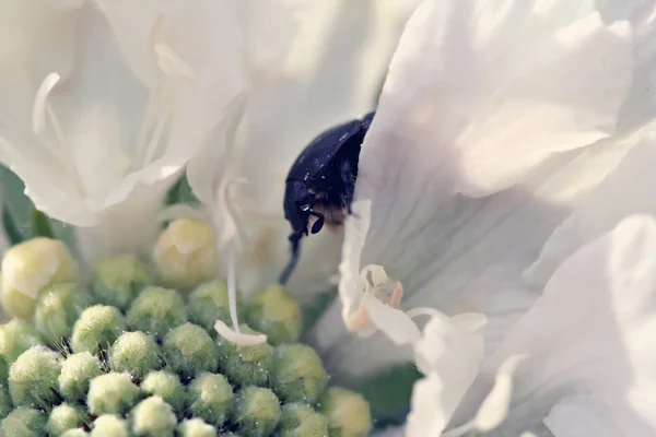 Weiße Wildblume und Käfer — Stockfoto