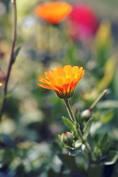 Oranje calendula officinalis — Stockfoto