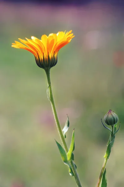 Flor de caléndula officinalis naranja —  Fotos de Stock