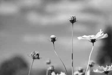 GARDEN COSMOS (COSMOS BİPINNATUS)