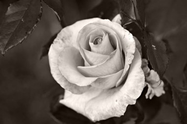 Gül makro, retro photo filtre efekti