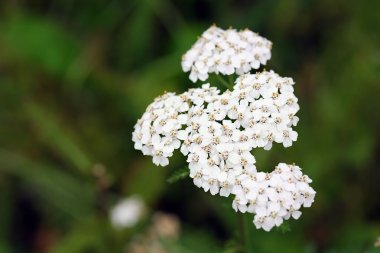 Wildflower - Yarrow (Achillea millefolium) clipart