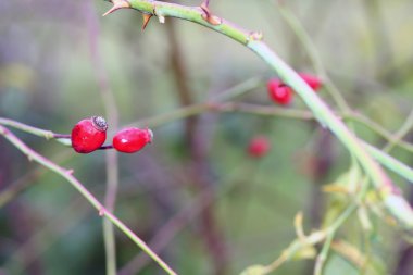 bahçede köpek gül çilek