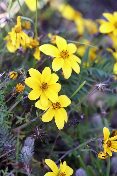 Cosmos sulphureus (Sulfur Cosmos) — Stock Photo, Image