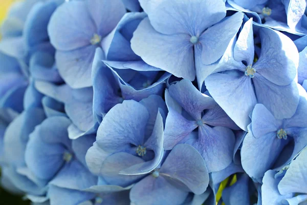 Hydrangea macrophylla (велика листяна гортензія ) — стокове фото