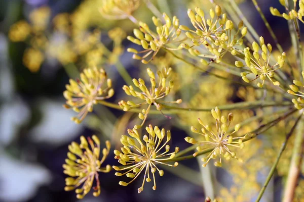 Dill (anethum graveolens) blomklase — Stockfoto
