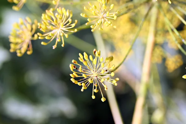 Kapor (anethum graveolens ismertebb nevén) ernyővel — Stock Fotó