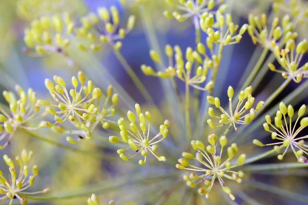 Kapor (anethum graveolens ismertebb nevén) ernyővel — Stock Fotó