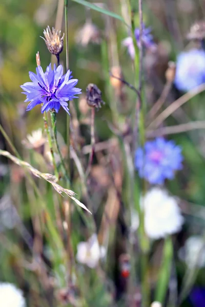 Centaurea cyanus, comúnmente conocido como aciano — Foto de Stock