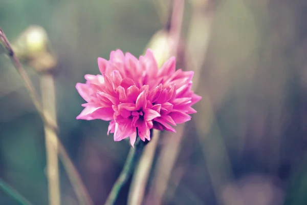 Centaurea cyanus, vulgarmente conhecido como cornflower — Fotografia de Stock