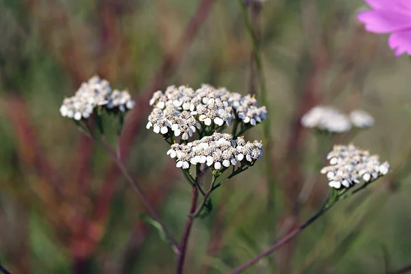 Wildflower - Yarrow (Achillea millefolium) ) — стоковое фото