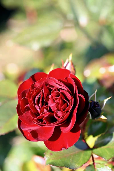 Róża makro, zdjęcia retro efekt — Zdjęcie stockowe