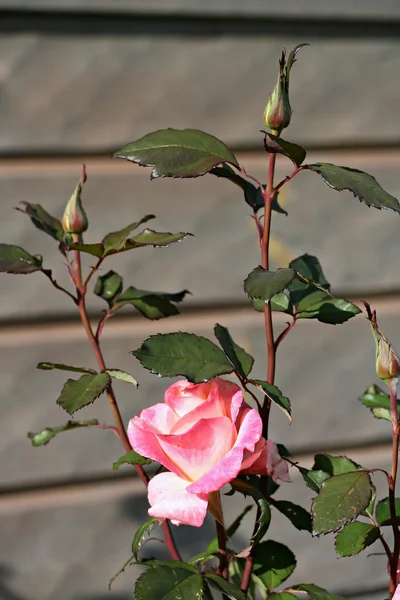 Róża makro, efekt filtra zdjęcie retro — Zdjęcie stockowe