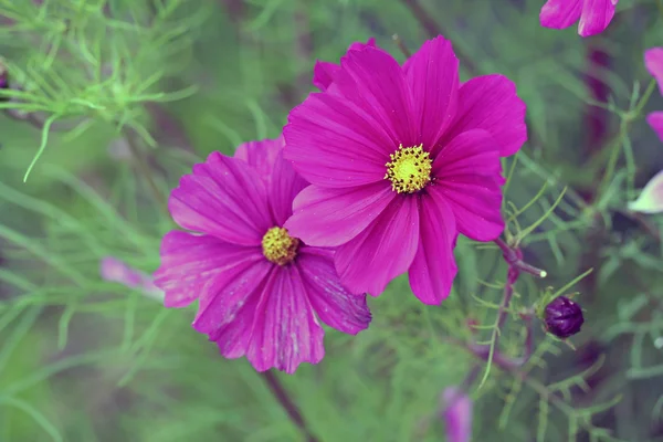 COSMOS DE JARDÍN (COSMOS BIPINNATUS)) — Foto de Stock