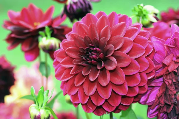 Dahlias rouges décoratifs formels — Photo