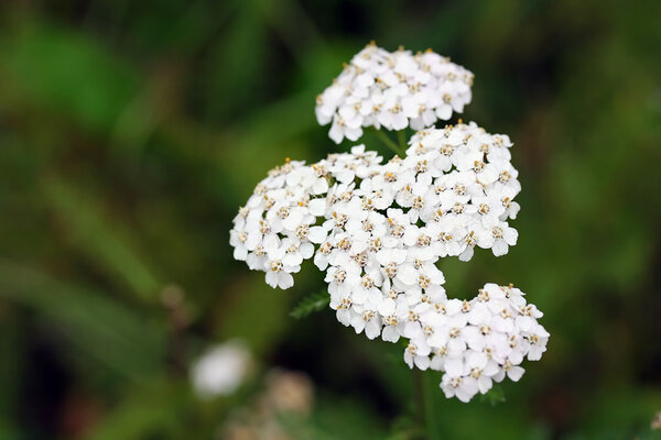 Wildflower - Yarrow (Achillea millefolium)
