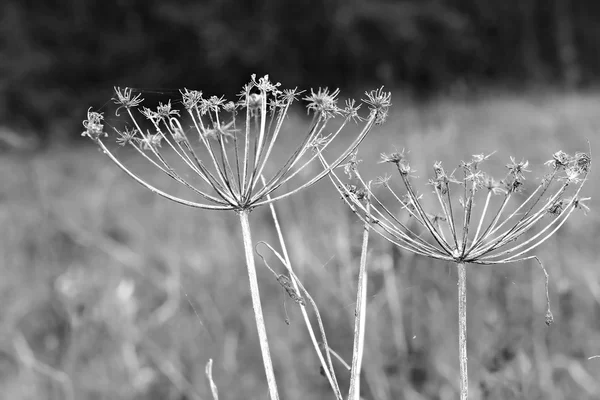 Wildflower Bršlice kozí noha umbels — Stock fotografie