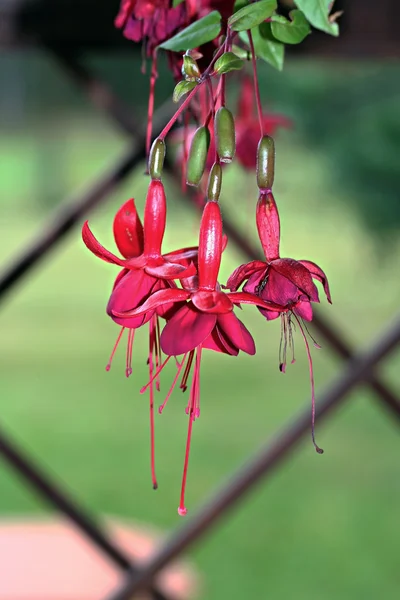 Flor de fúcsia vermelha, foto ao ar livre — Fotografia de Stock