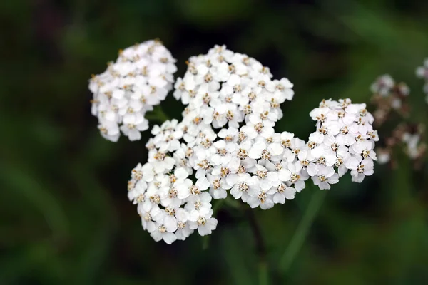 Wildflower - Yarrow (Achillea millefolium) — Stock Photo, Image
