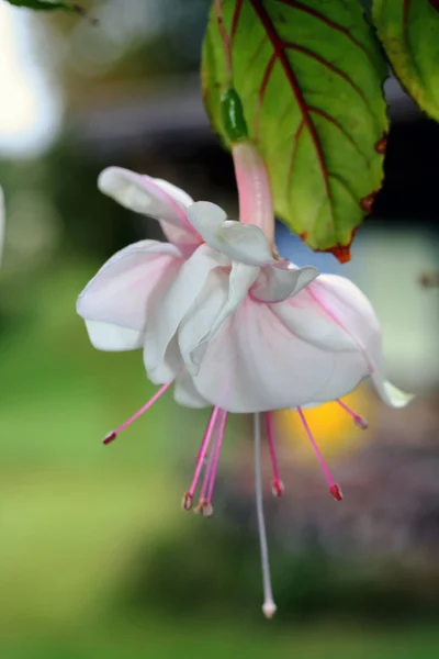 フクシアの花、ピンク、白 — ストック写真