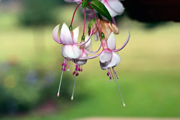 Fuchsia blomma, rosa och vitt — Stockfoto