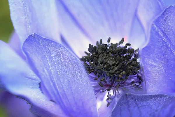 Anemone coronaria  or poppy anemone — Stock Photo, Image