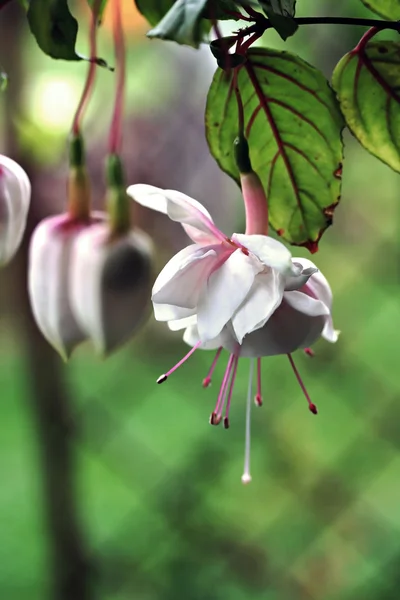 Fuchsienblüte, rosa und weiß — Stockfoto