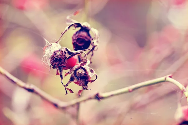 Hund Rosenbeeren im Garten — Stockfoto