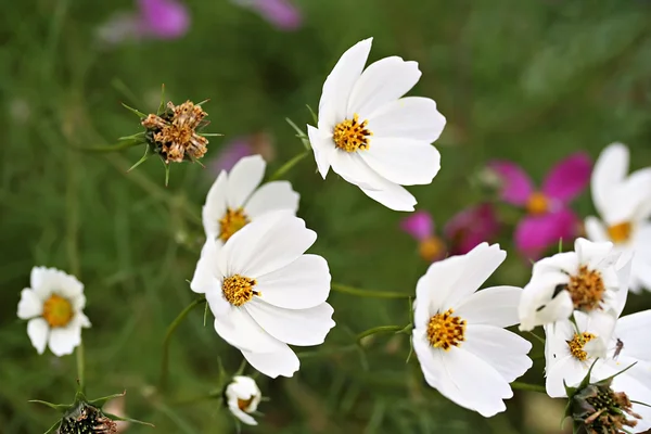 COSMOS DE JARDÍN (COSMOS BIPINNATUS)) — Foto de Stock