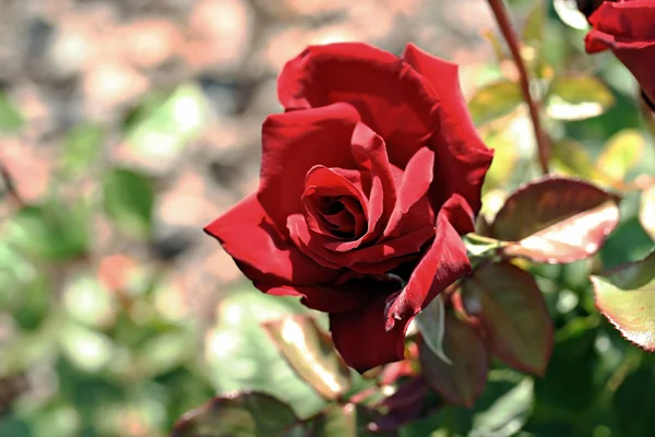 Růže makro, retro foto efekt — Stock fotografie