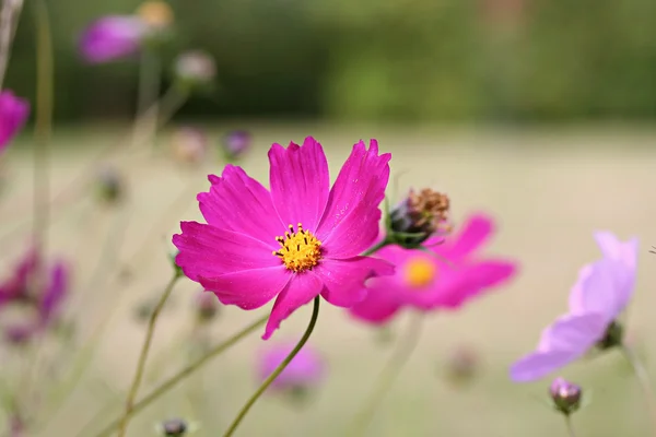 GARTEN COSMOS (COSMOS BIPINNATUS) — Stockfoto