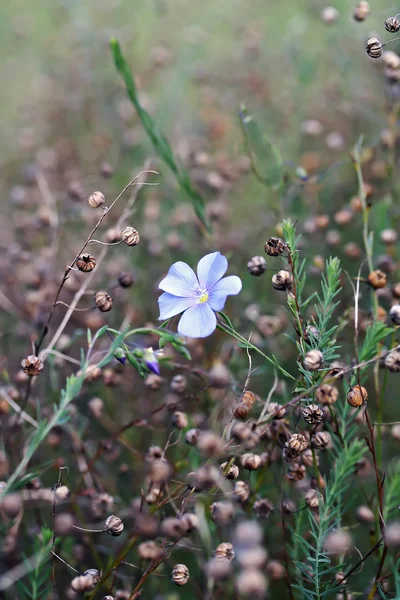Linum perenne (perennial flax) — Stock Photo, Image