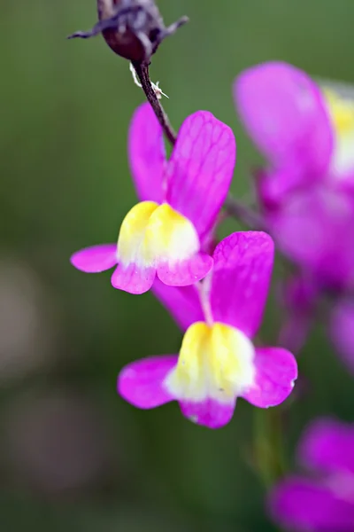 Linaria maroccana (Марокканський toadflax) — стокове фото