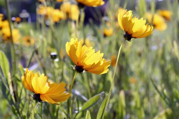 Kosmos sulphureus (zwavel kosmos) — Stockfoto