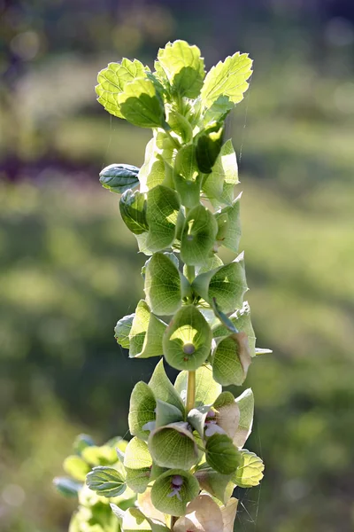 Moluccella laevis flower — Stock Photo, Image