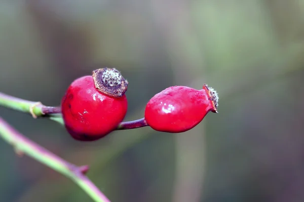 Dog rose berries  in garden — Stock Photo, Image