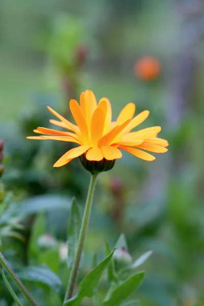 Calendula officinalis en jardín — Foto de Stock