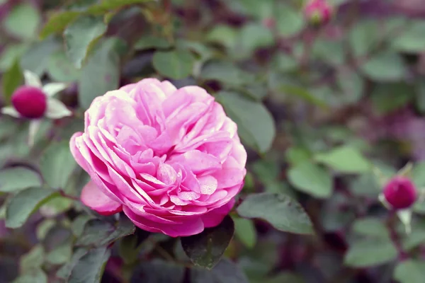 Rosa, efeito de filtro de foto retro — Fotografia de Stock