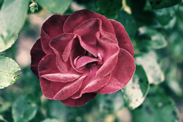 Rose Makro, Retro-Foto-Effekt — Stockfoto