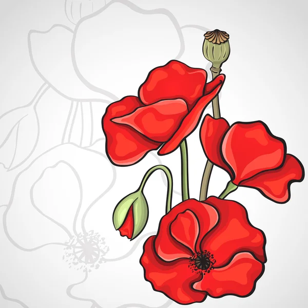 Papaver rhoeas también conocido como amapola de maíz — Vector de stock