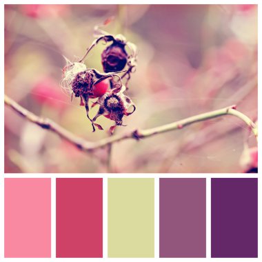 Dog rose berries with complimentary colour swatches clipart