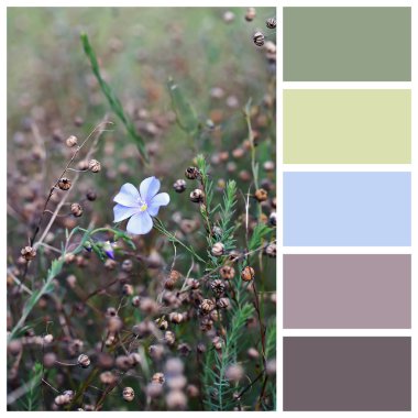 Perennial flax seeds with complimentary colour swatches clipart