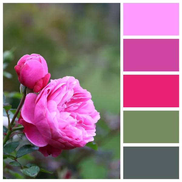Rose macro with complimentary colour swatches — Stock Photo, Image