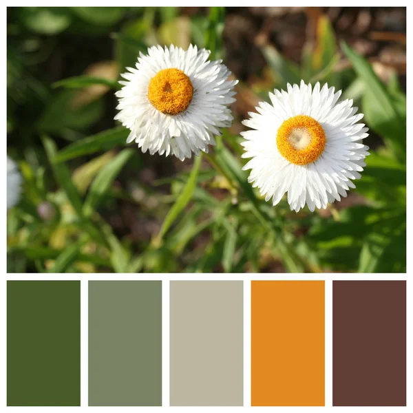 Xerochrysum bracteatum with complimentary colour swatches — Stock Photo, Image